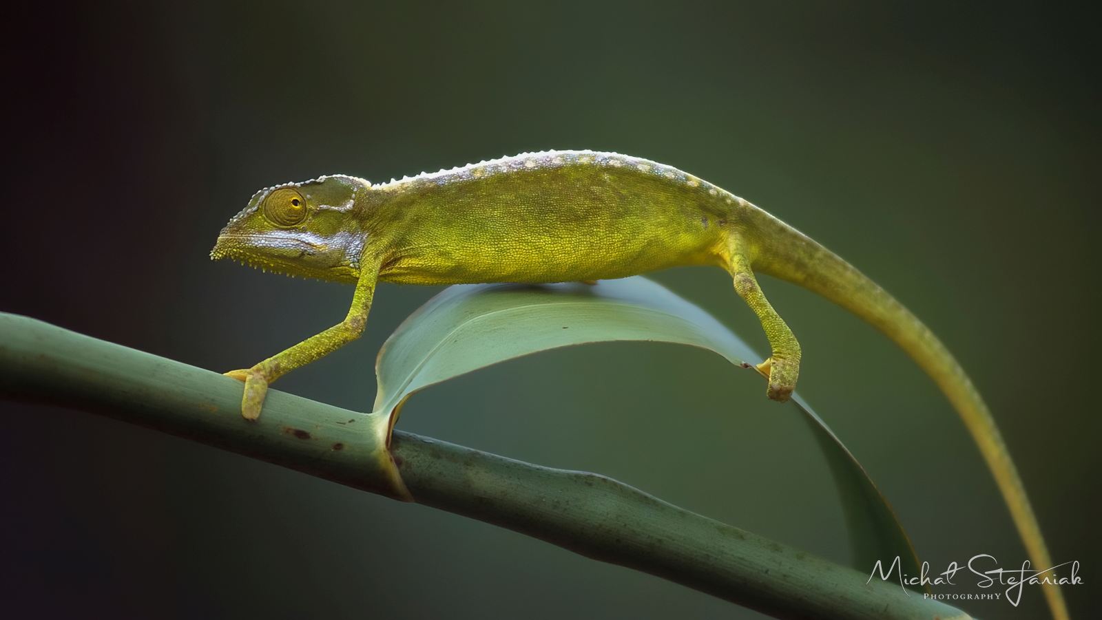 20260312 082956 kameleon